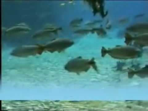 Como Numa Ilha video