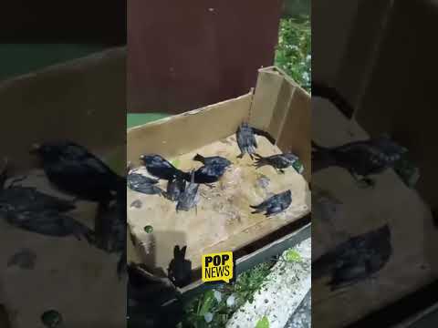 Temporal com granizo provoca estragos e falta de energia em Santos Dumont