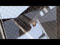 Filmed Peregrine Falcon Upside Down At NC Zoo