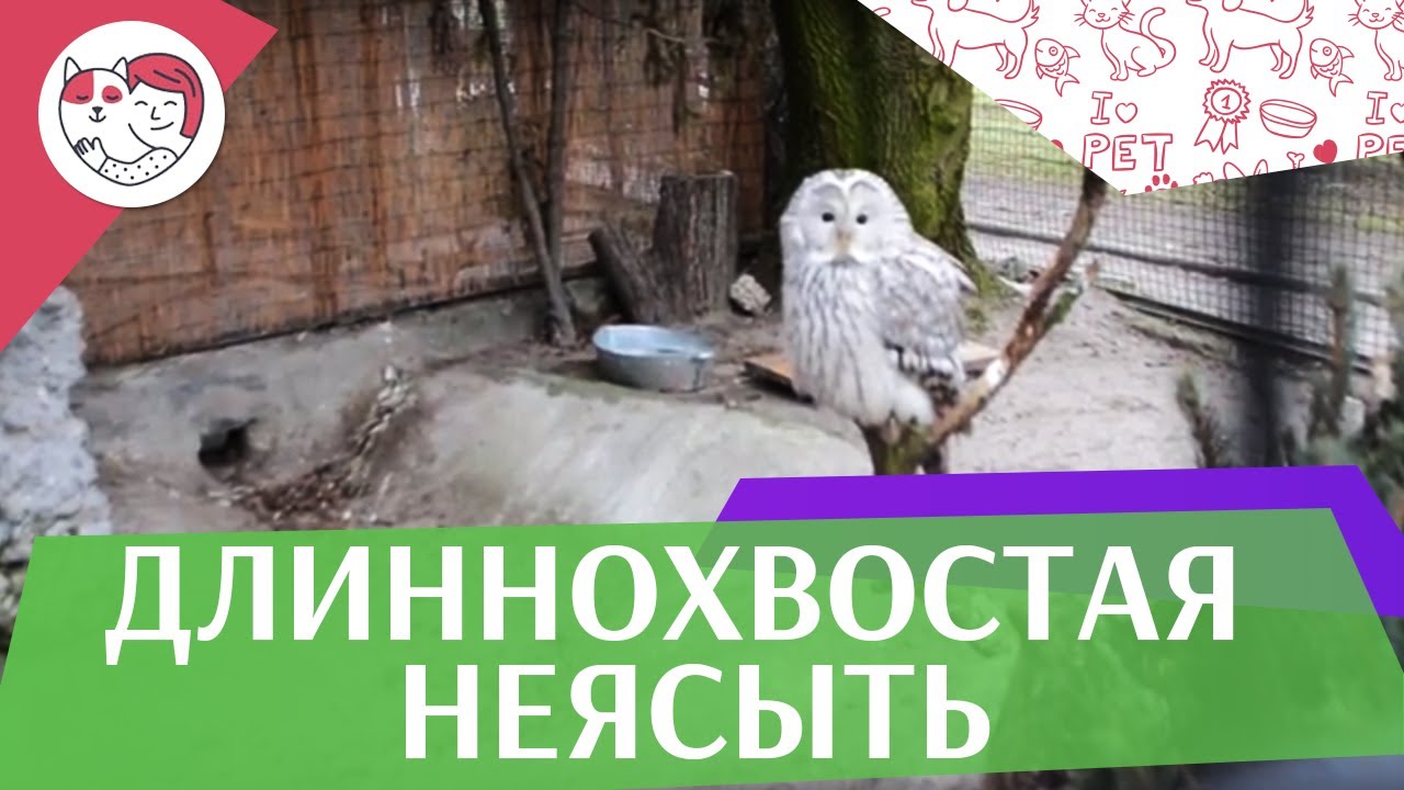 Длиннохвостая неясыть Размножение на ilikepet