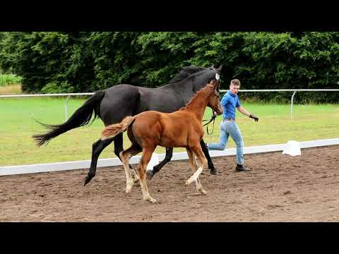 Hengstfohlen von Ibiza x Royal Classic x Don Frederico