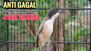 Download lagu Suara Cendet Gacor Toet toet Efektif Anti Gagal Bikin Cendet Malas pun Langsung Nyaut Bunyi Seketika mp3
