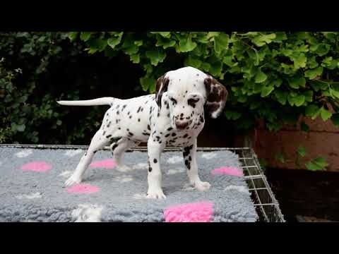Perros Dálmata en venta