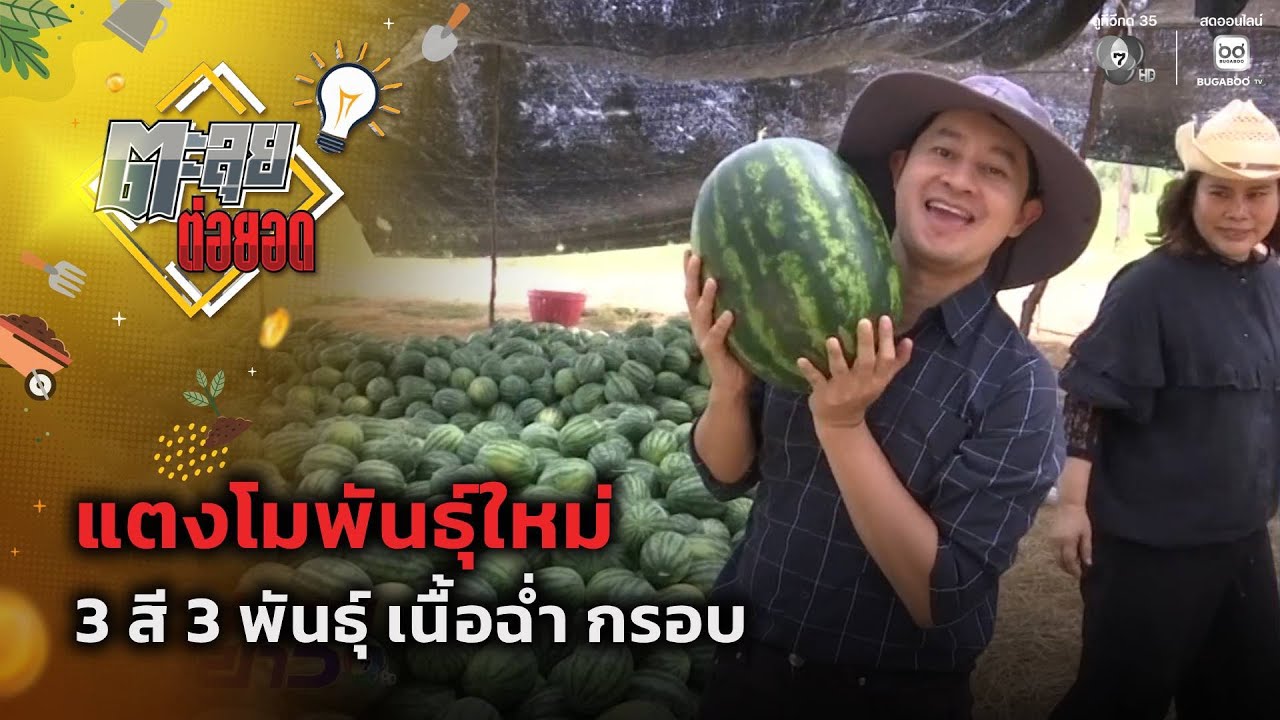 แตงโมพันธุ์ใหม่ 3 สี 3 พันธุ์ เนื้อฉ่ำ กรอบ | ตะลุยต่อ