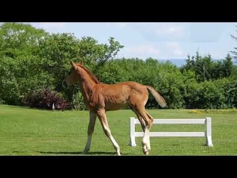 UNITED TOUCH S x BOOGUIE NIGHT (Baloubet du Rouet)