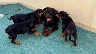 3 Rottweiler Puppies Try to Steal Dad’s Ball 😂🐶