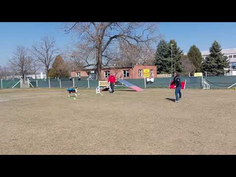Obedience kezdő - Boxba küldés, tréning 2.