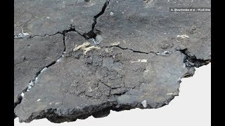 Turns Out Ancient Mesolithic People Were Fancy and Ate Caviar