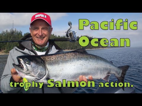 Csf 33 10 Pacific Ocean Chinook Salmon Action.