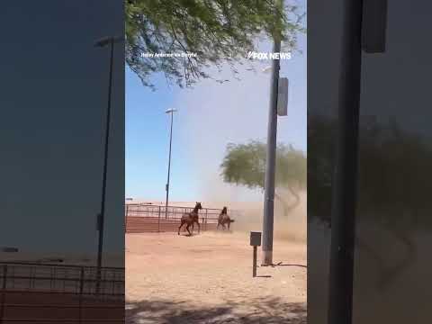 WATCH: A large dust devil whipped through Arizona startling two horses #horse #shorts #arizona