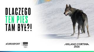 JAKIM cudem ten PIES się tam znalazł?!