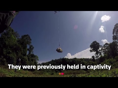 救出された10頭のオランウータンがインドネシアの野生に戻る (Ten rescued orangutans returned to the wild in Indonesia)