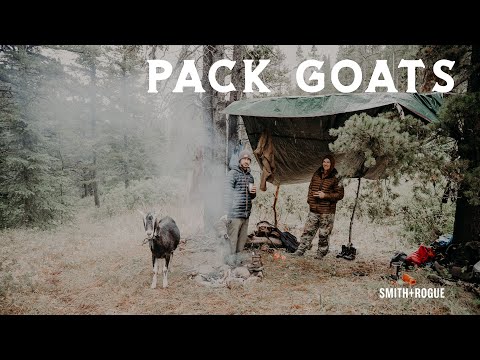 Dylan the Goat Guy | His Top 3 Reasons Pack Goats are the Best Pack Animal for Backcountry Hunting