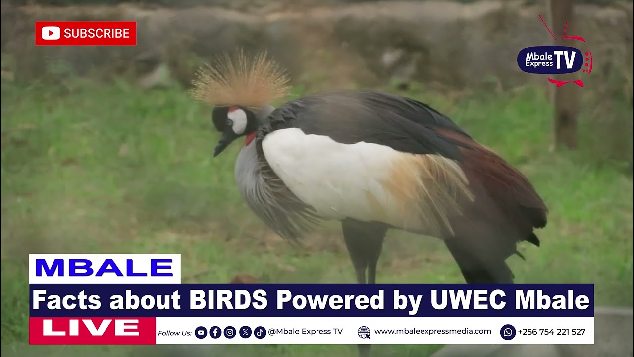 Facts about BIRDS powered by Uganda Wildlife Conservation Education Centre Mbale