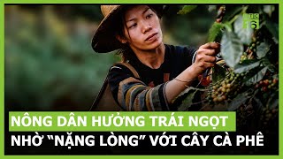 Nông dân hưởng trái ngọt nhờ nặng lòng với cây cà phê | VTC16