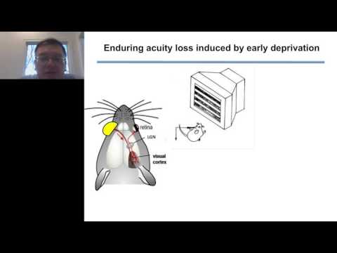 Takao Hensch - Unlocking the power of the infant brain