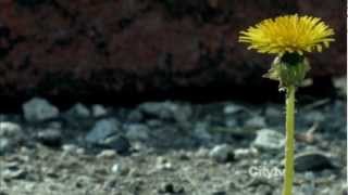 Yazoo - Only You (Fringe / Walter Bishop)