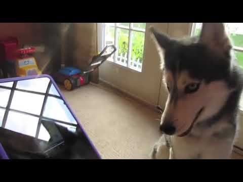 DOG  SINGS song 🎤🎵😍