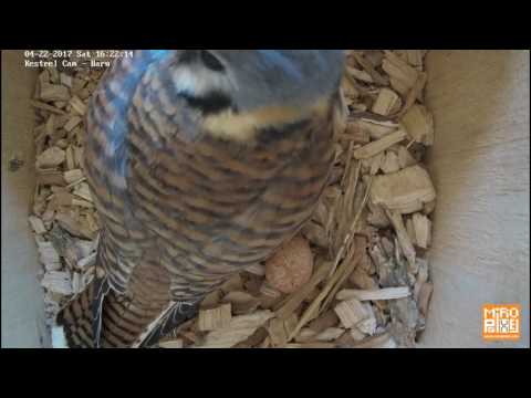American Kestrel - Male brings food to female!