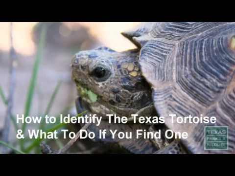 Texas Tortoise From Houston Makes Its Way To Abilene