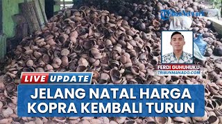 Pasar Kopra Manado Melemah Menjelang Natal, Petani Sulawesi Utara Hadapi Tantangan Ekonomi