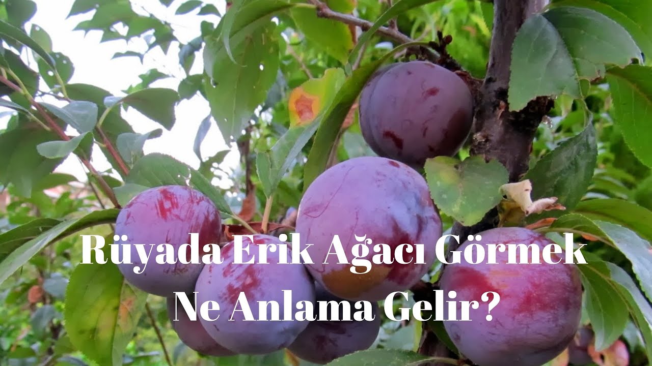 Rüyada Erik Ağacı Görmek Ne Anlama Gelir