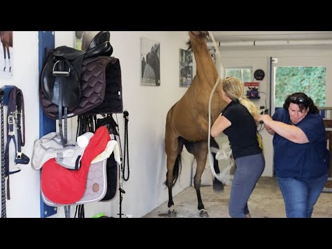 Russische Stute greift Tierarzt an - Sedierungsversuch wird lebensgefährlich