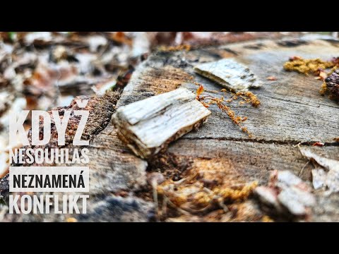 Vlog 16 • Když nesouhlas neznamená konflikt