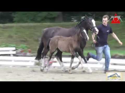 Auktionsfohlen Nr. 20 NAMIB-W