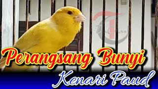 Download lagu CUITAN KENARI UNTUK MERANGSANG BUNYI KENARI PAUD mp3