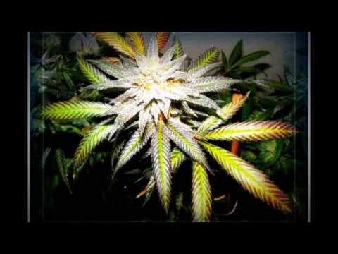 Dizzy Wright & Mod Sun - Raw Papers & Hippies [HD]