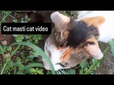 Full masti mood, Cat video, cat masti, cat life, billi ki video, for you,