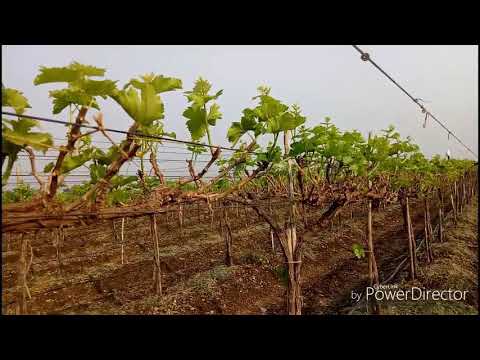 download lagu mp3 mp4 Ifg Grapes Varieties, download lagu Ifg Grapes Varieties gratis, unduh video klip Ifg Grapes Varieties