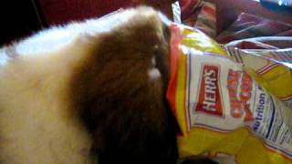 AKC St. Bernard Puppy, Reba Forever Love Johnson, Named after Reba McEntire