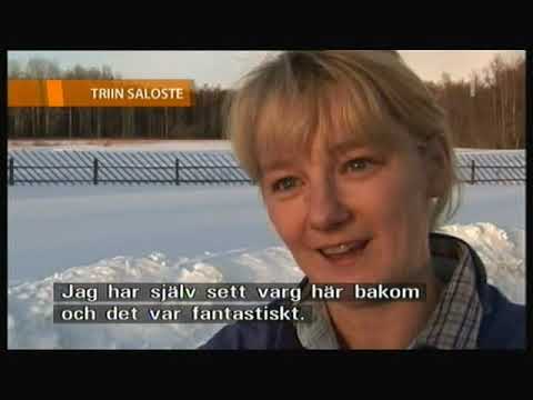 Mitt i naturen - Vargen