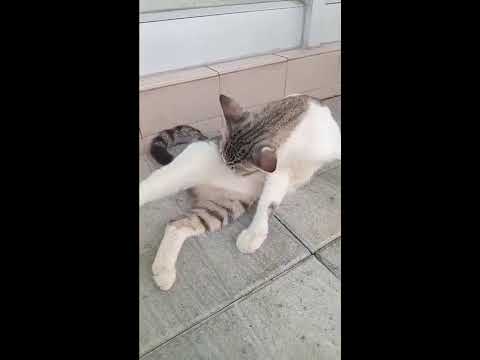 Sayam Bongbut Videos #74