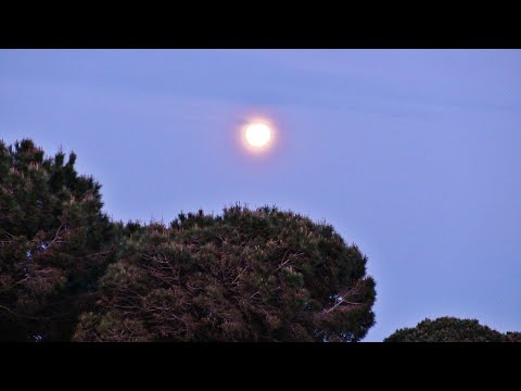 BENALUP-CASAS VIEJAS Luna Rosa -pink moon- o Luna de Fresa