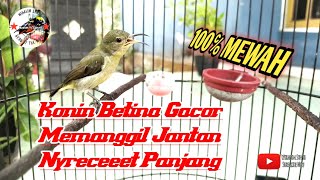 Download lagu KONIN BETINA GACOR NYRECET PANJANG MEMANGGIL JANTAN mp3