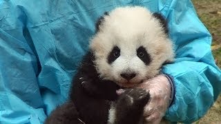 preview picture of video 'Panda baby born at Chengdu, 2013 December　パンダ 大熊猫 成都'