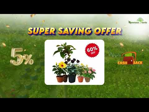 Newness Plant: Buy Plants video thumbnail
