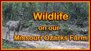 A sample of the wildlife that calls our Missouri Ozarks Farm home
