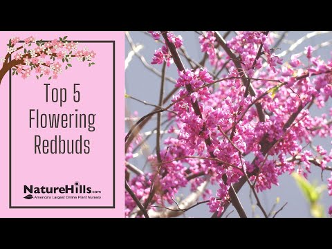 Top 5 Redbud Tree Varieties | NatureHills.com