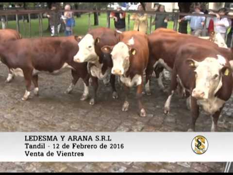 12-02-16 Venta de Vientres - Ledesma y Arana S.R.L. - Tandil.