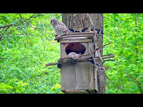 Second Owlet "Star" Takes Leap Of Faith, Flutters To Ground | WBU Barred Owl Cam – May 2, 2024