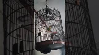 Download lagu Ekek keling (JOVIN) VIRAL !!! Suara Burung ini seperti tangga NADA mp3 Download lagu Ekek keling (JOVIN) VIRAL !!! Suara Burung ini seperti tangga NADA mp3