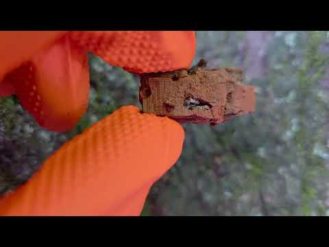 Small Stump Has Termites in East Brunswick, NJ
