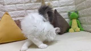 マンチカンの動画02