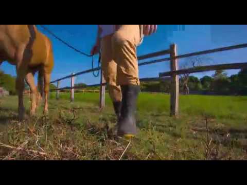 Vaqueiro atualizado forró sacode