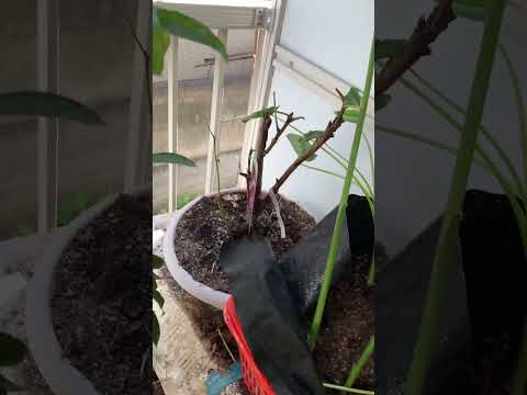 観葉植物の枯れを防ぐには？原因は何ですか?  庭園