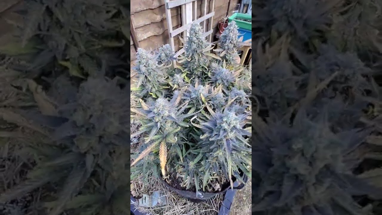 🍬 Sweet Zenzation XL Auto by Sweet Seeds #cannabiscommunity #growerscommunity #homegrown